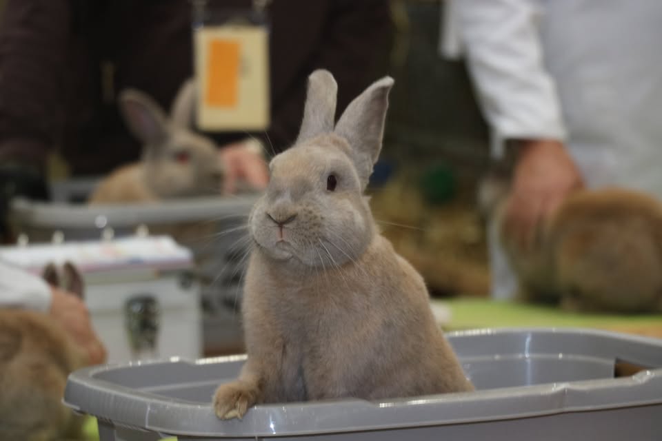 Hase grau