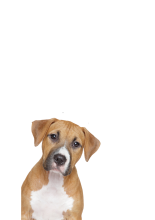 Hund